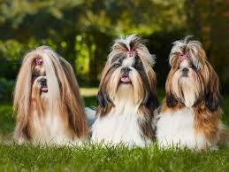 Adorable Shih Tzu Puppies