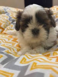 Shih Tzu Puppies
