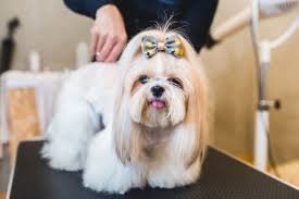 Alluring Shih Tzu