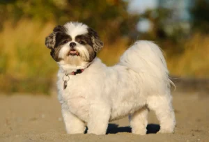 Amazing Puppy