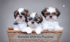 Attractive Shih Tzu