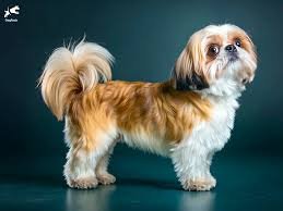 Beautiful Puppy
