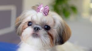 Cute Puppy