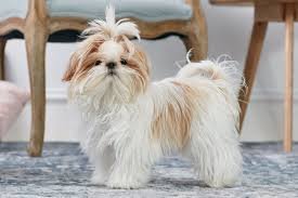 Delightful Shih Tzu